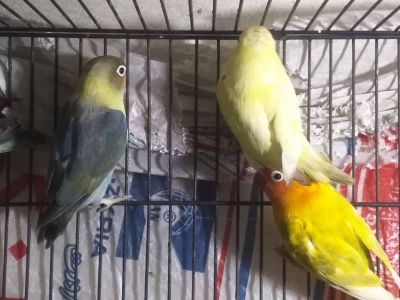 lovebird for sale 9