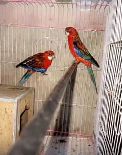 Red Rosella Male