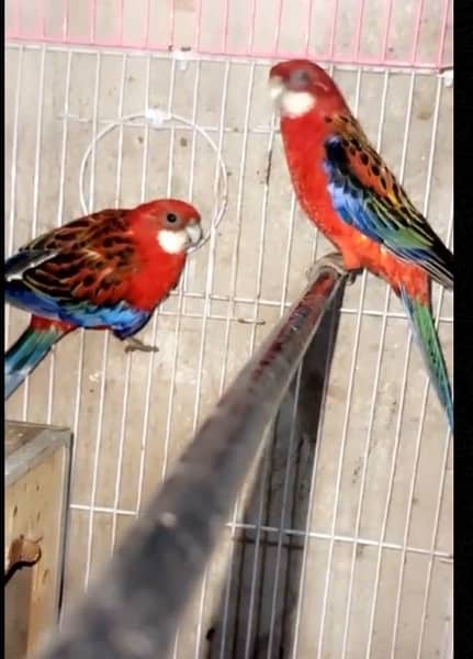 Red Rosella Male 2