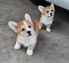 Corgi Puppy available for Import