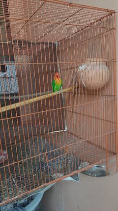 lovebird adult pair