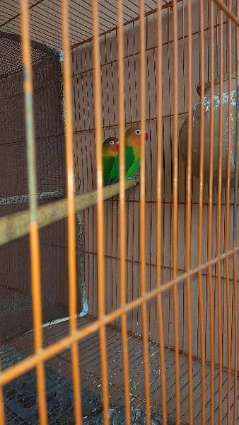 lovebird adult pair 1