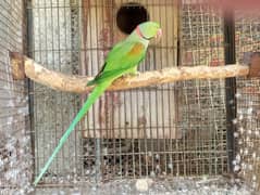 Pure and hybrid Alexandrine (Raw, Pahari)