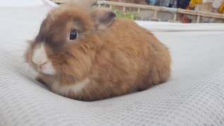 Breeder Pair fancy angora lionhead