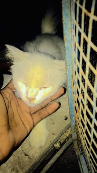 white Parsian female cat 1