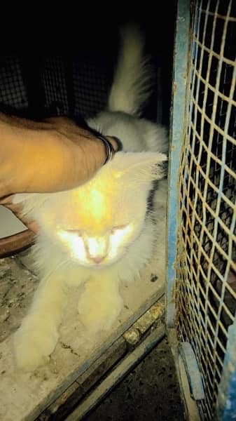 white Parsian female cat 2