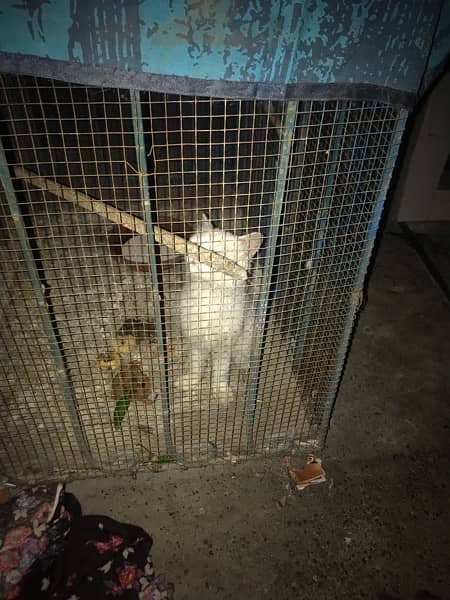 white Parsian female cat 3