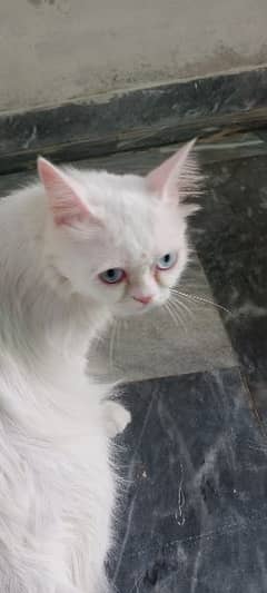 Female cat heat per hai matting K liya  What's aap num 03065552120