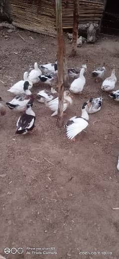 male ducks sale k lye h pric 1200 pr pice 0