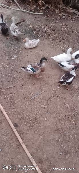 male ducks sale k lye h pric 1200 pr pice 1