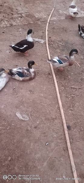 male ducks sale k lye h pric 1200 pr pice 2