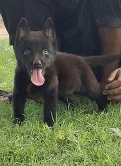 German shepherd black double core female age 2 months