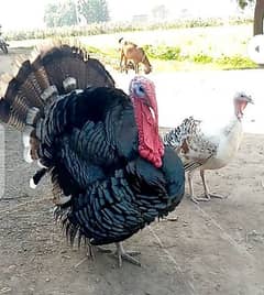 male turkey hen