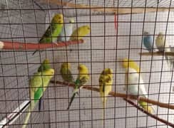 budgies adult or breeder pair