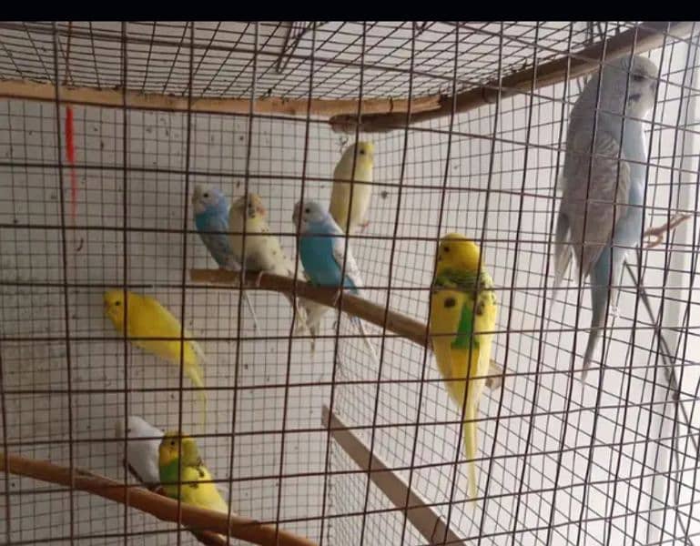 budgies adult or breeder pair 1