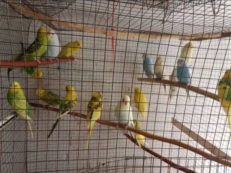 budgies adult or breeder pair 2