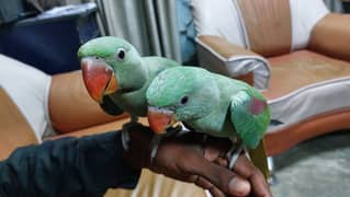 ringneck pair