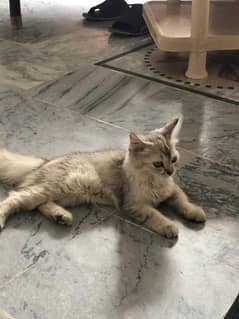 4 months persian female kitten