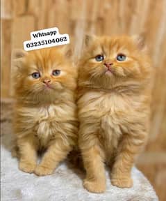 Triple long coated Persian kittens available cat babies 0