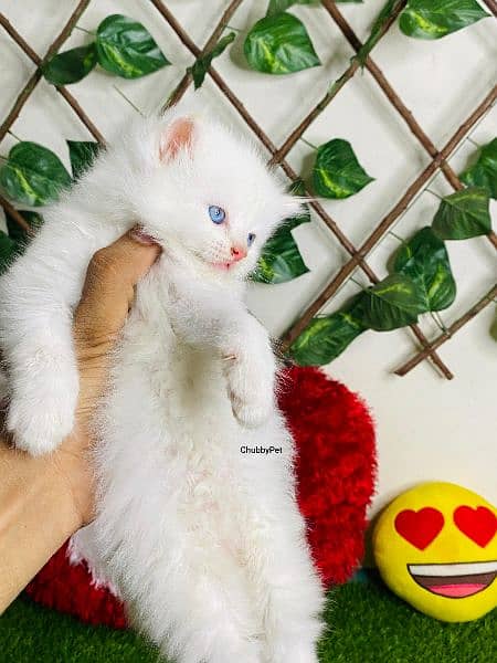 Triple long coated Persian kittens available cat babies 2