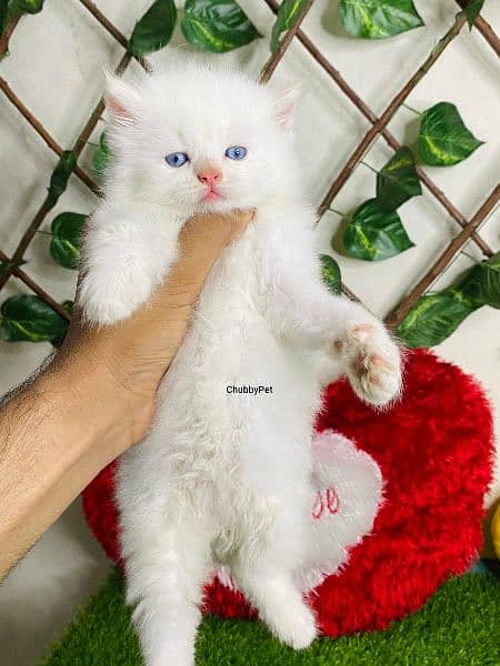 Triple long coated Persian kittens available cat babies 3