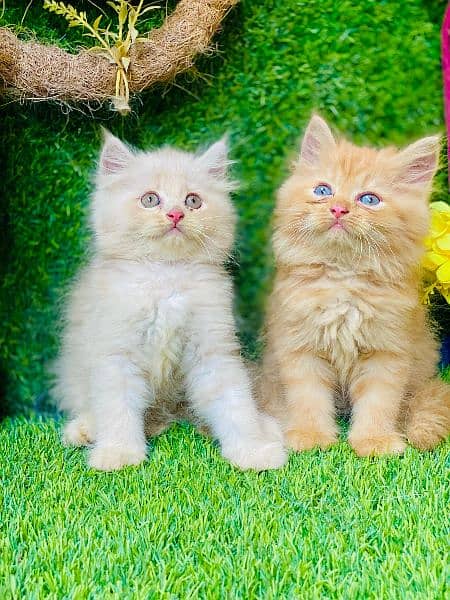 Triple long coated Persian kittens available cat babies 5