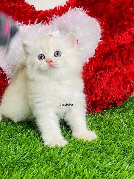 Triple long coated Persian kittens available cat babies 6