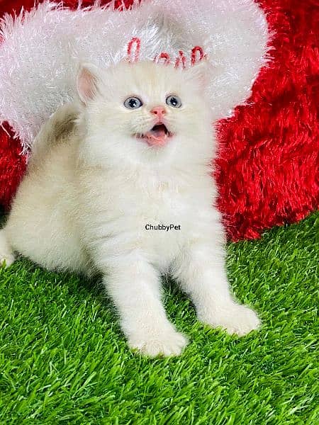 Triple long coated Persian kittens available cat babies 7