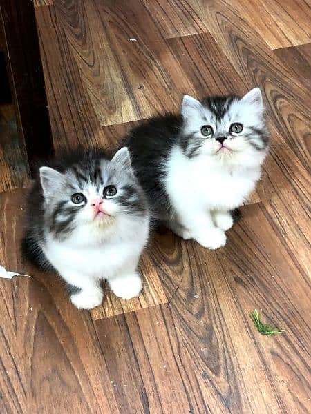 Triple long coated Persian kittens available cat babies 8