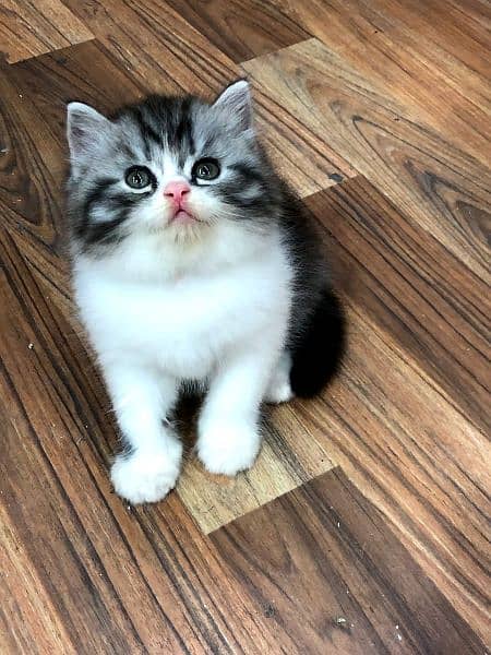 Triple long coated Persian kittens available cat babies 9