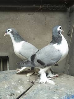 Silver Sherazi ( Sabz Sherazi) Pigeon Pair