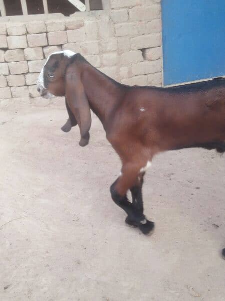 Male Goat 3