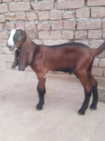 Male Goat 1