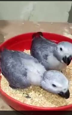 African grey parrot chicks for sale 03144646382