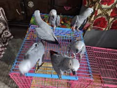 African grey salf DNA  male female price one pic