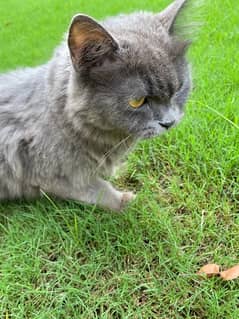 Grey persian cat with litter n food pot