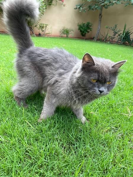 Grey persian cat with litter n food pot 1