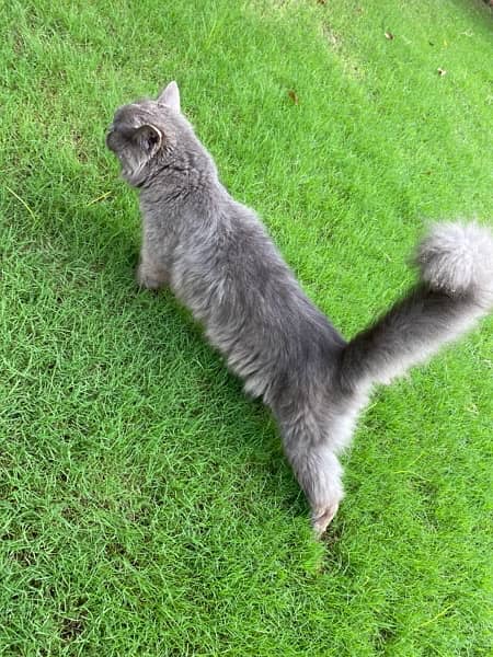 Grey persian cat with litter n food pot 2