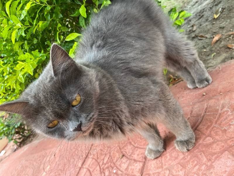 Grey persian cat with litter n food pot 3