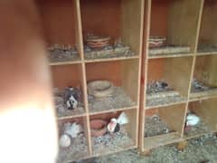 50 wooden (chipboard) pigeons boxes of 16"*16"*16" of good condition