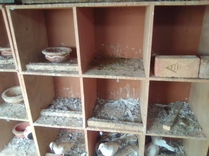 50 wooden (chipboard) pigeons boxes of 16"*16"*16" of good condition 1