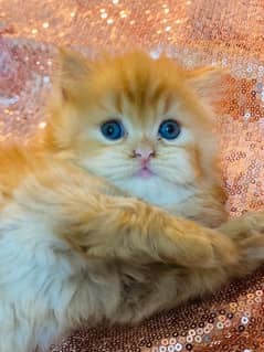 Ginger Persian Kitten