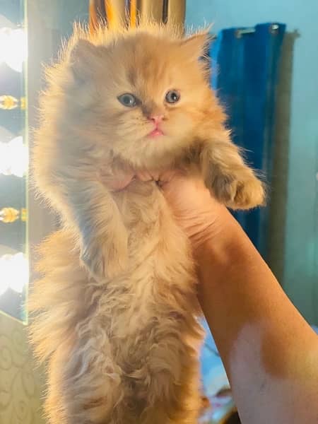 Ginger Persian Kitten 1