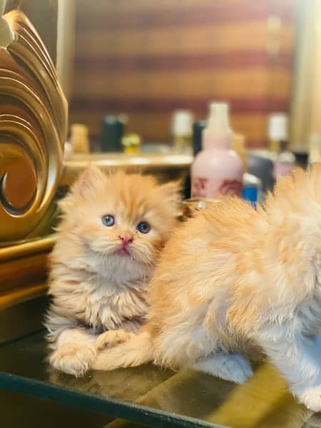 Ginger Persian Kitten 3