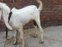 Kheeray Desi Bakray For Sale