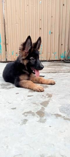 German Shepherd puppy | long Coat puppies | dog | GSD