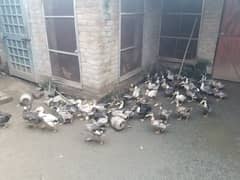 Ducks For Sale (Batakh)