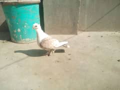 laka pigeon male or sentinent pigeon female ha