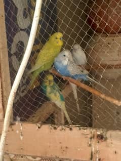 Australian parrots for sale 0