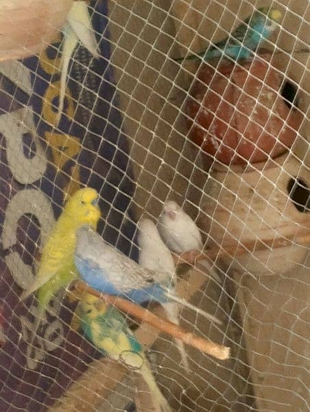 Australian parrots for sale 2